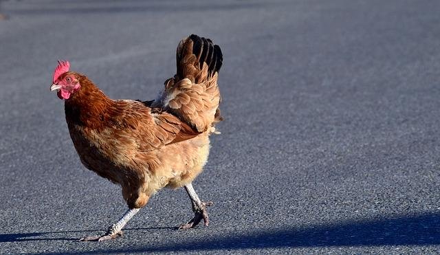 Best chicken road slot in Netherlands